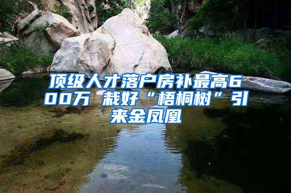 顶级人才落户房补最高600万 栽好“梧桐树”引来金凤凰